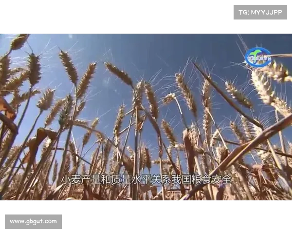 麦穗丰:中国女篮外线投射短板成制约 世界强队面前毫无优势(麦穗女一) 麦穗丰:中国女篮外线投射短板成制约 世界强队面前毫无优势(麦穗女一)